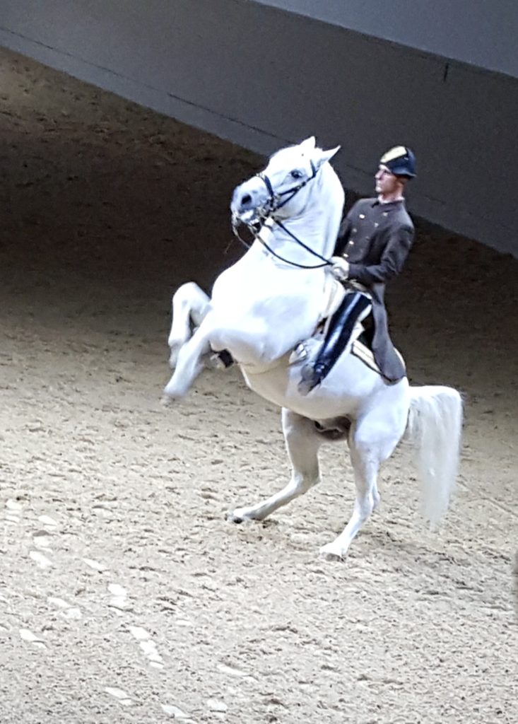 Performing the Levade