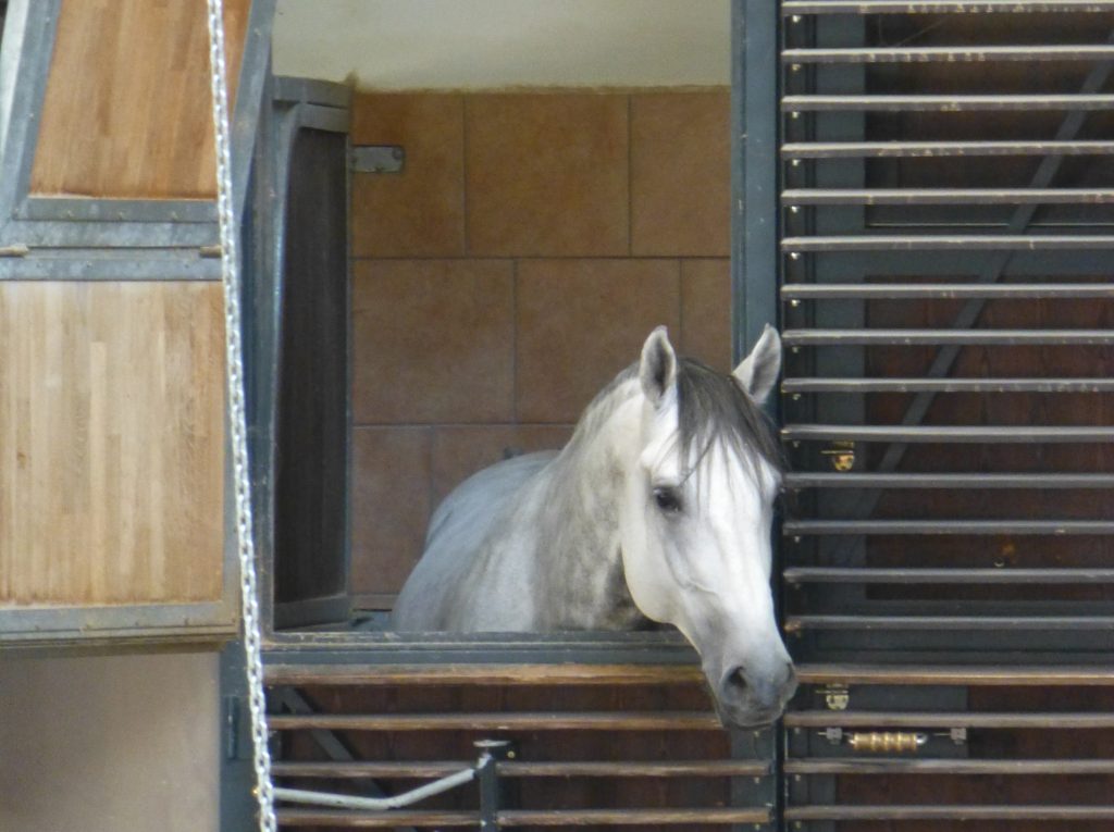 Lipizzaner in the Stables