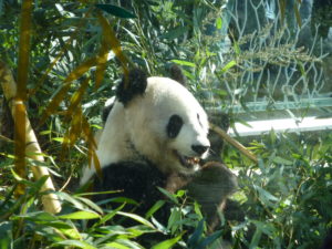 Panda at the Zoo