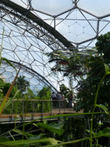 Rainforest Biome