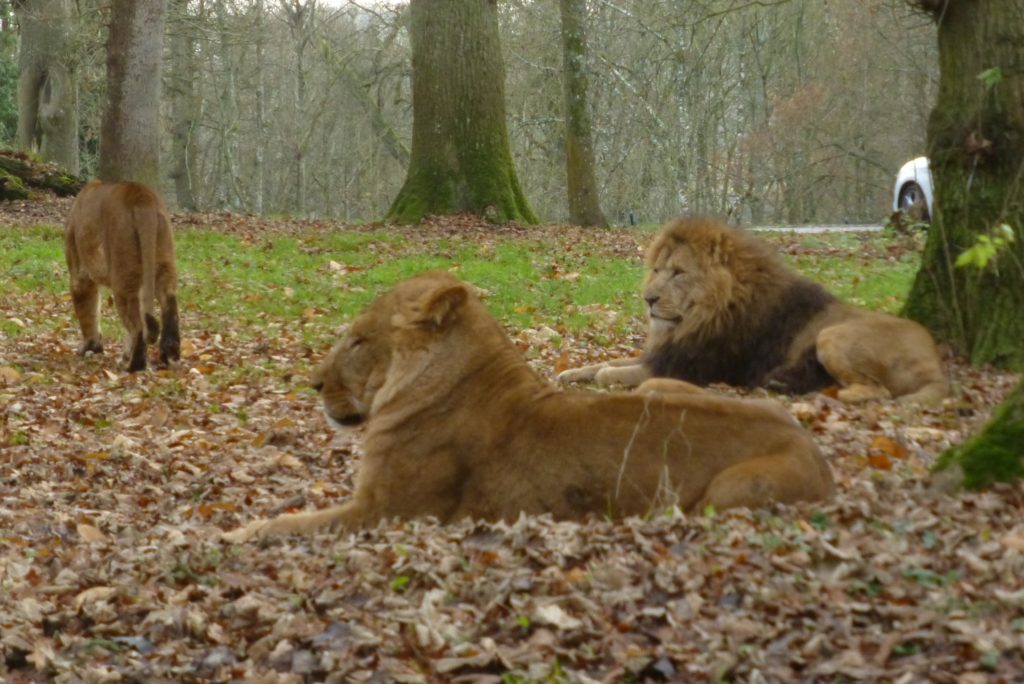 Longleat Lions
