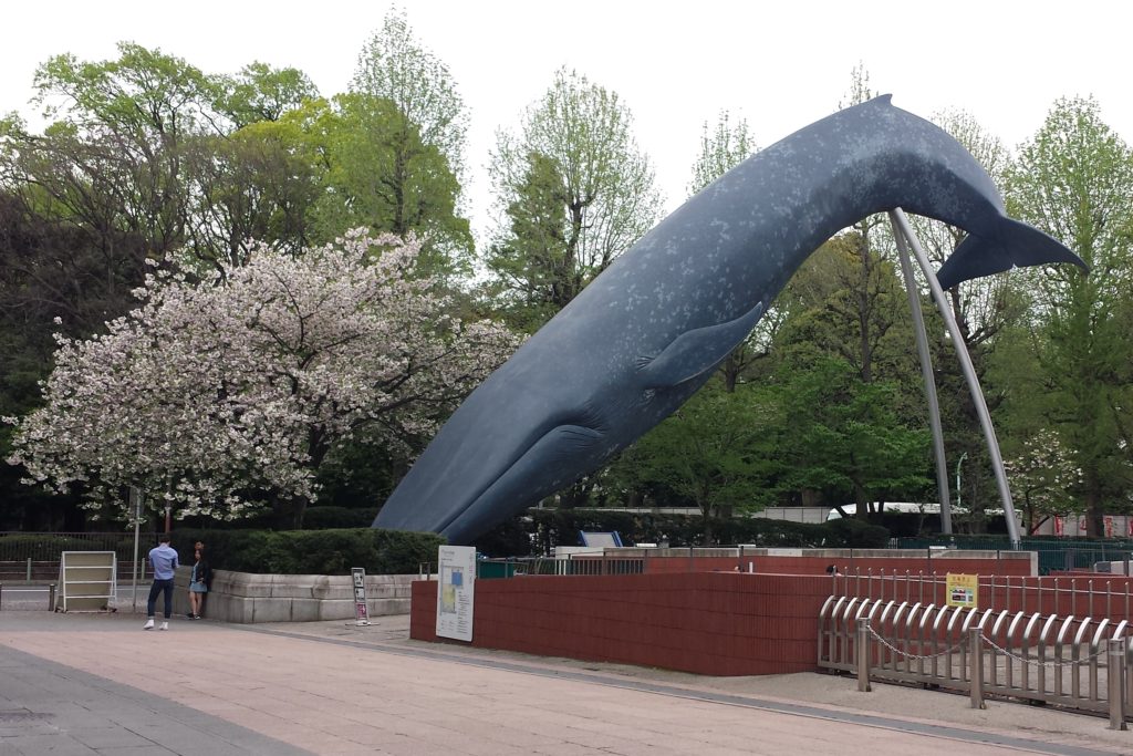 Blue Whale outside the National Science Museum