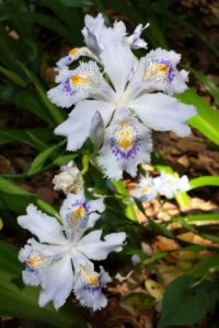 Iris Japonica