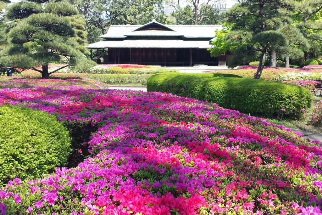 Azalea by Tea House